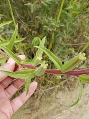 Oenothera elata hookeri