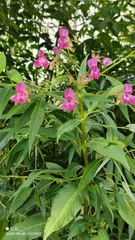 Impatiens glandulifera