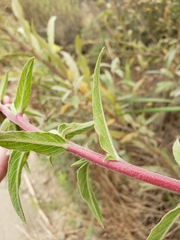 Oenothera elata hookeri