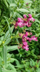 Impatiens glandulifera