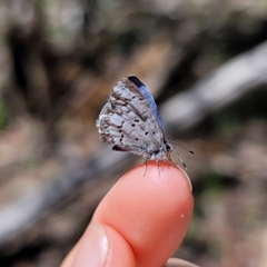Celastrina echo sidara