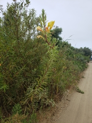 Oenothera elata hookeri