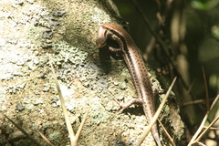 Notomabuya frenata