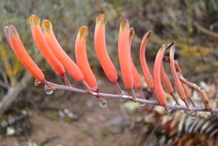 Astroloba rubriflora