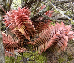 Astroloba rubriflora