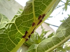 Guayaquila gracilicornis