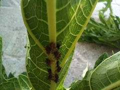 Guayaquila gracilicornis