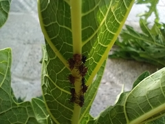 Guayaquila gracilicornis