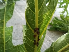 Guayaquila gracilicornis