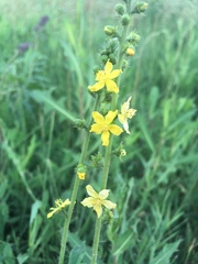 Agrimonia eupatoria