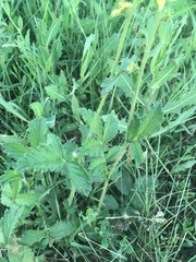 Agrimonia eupatoria