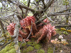 Astroloba rubriflora