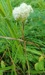 Kadenia dubia