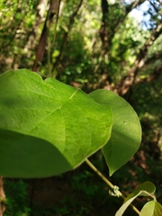 Mallotus repandus
