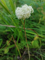 Kadenia dubia