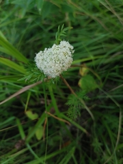 Kadenia dubia