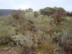 Astroloba rubriflora