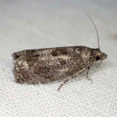 Eucosma sombreana