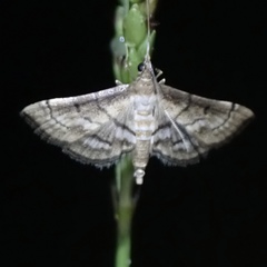 Marasmia cochrusalis