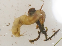Dicranota