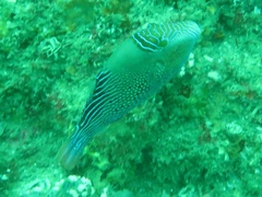 Canthigaster natalensis