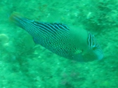 Canthigaster natalensis