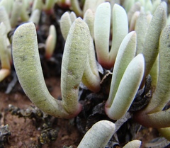 Brianhuntleya intrusa