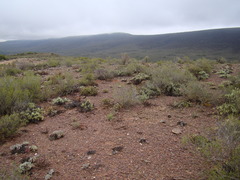 Brianhuntleya intrusa