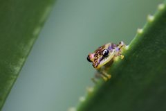 Mantellidae
