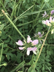 Securigera varia