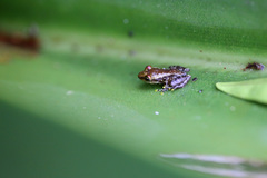 Guibemantis