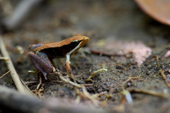 Mantella
