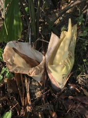 Amorphophallus prainii
