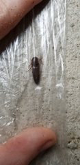 Elateridae