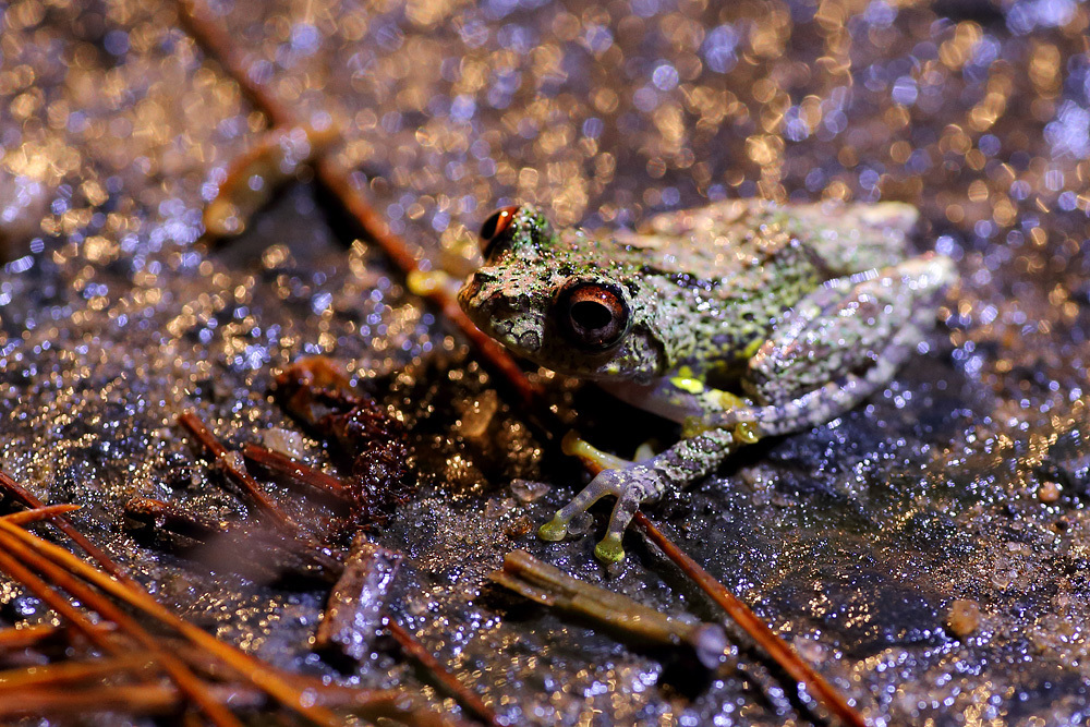 Warty Bright-Eyed Frog