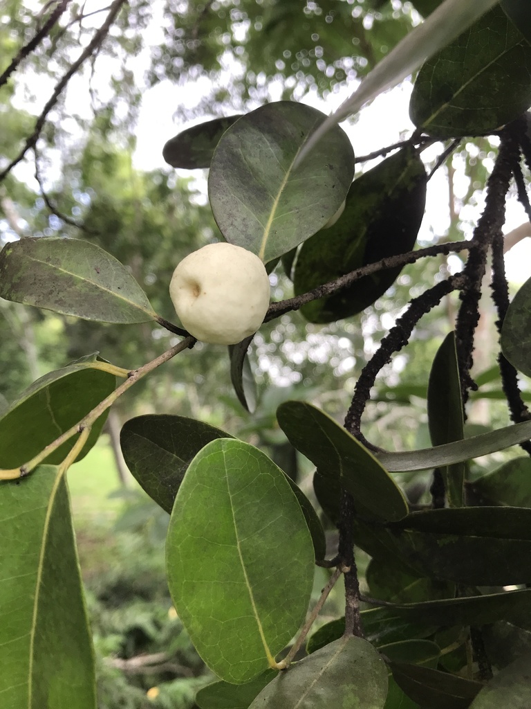 Milkbark