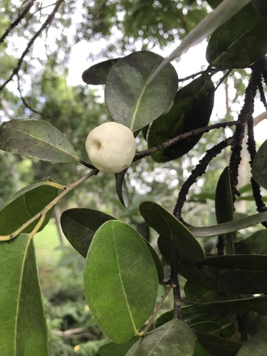 milkbark (Drypetes diversifolia)