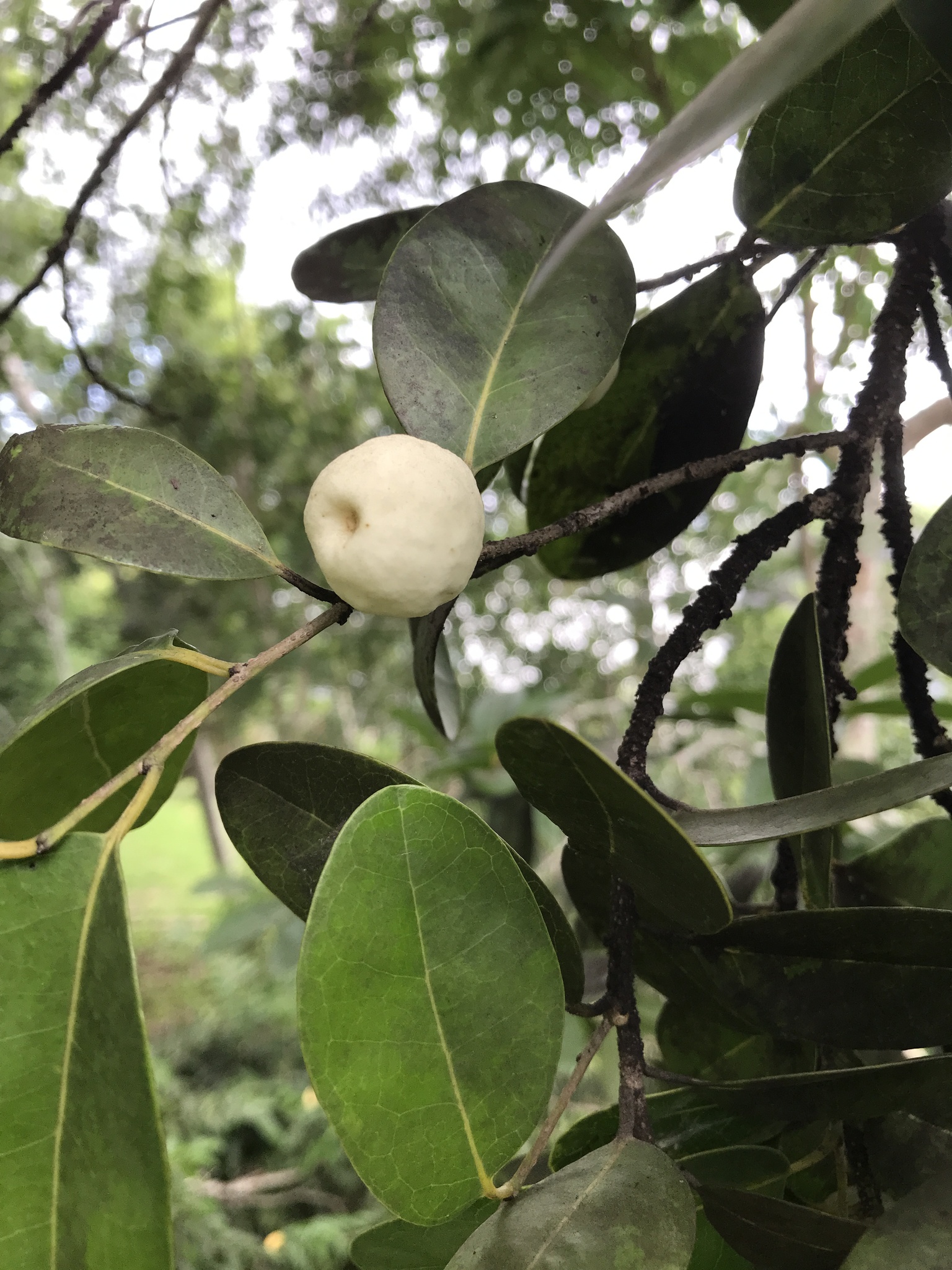 Drypetes diversifolia