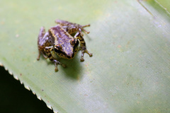 Guibemantis