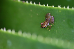 Guibemantis