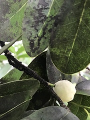 Drypetes diversifolia