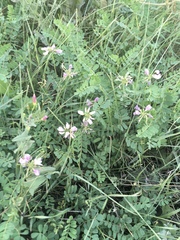 Securigera varia
