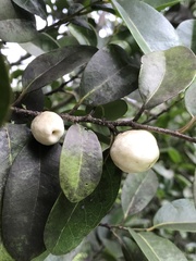 Drypetes diversifolia