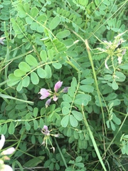 Securigera varia