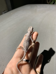 Hemidactylus mabouia