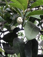 Drypetes diversifolia