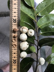 Drypetes diversifolia