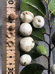 Drypetes diversifolia