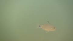Hump-Backed Cardinalfish photo 5