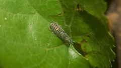 Scaphoideus festivus